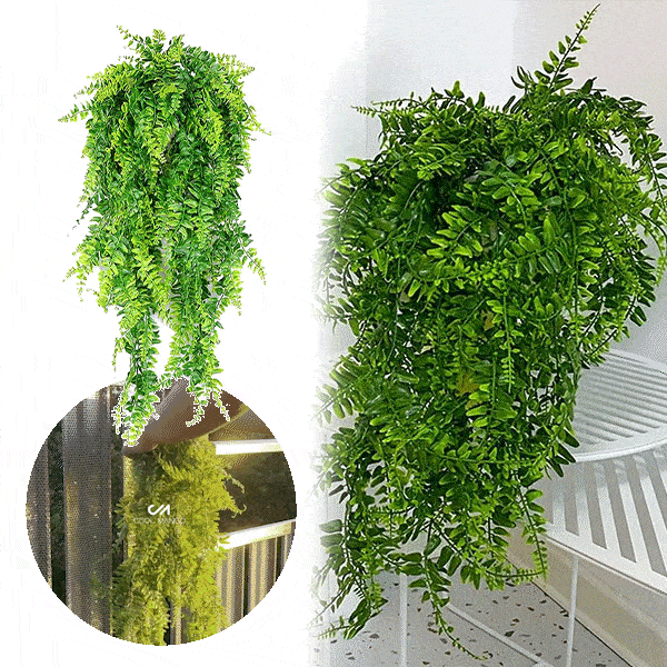 Dekorativna viseća biljka - Fernleaves
